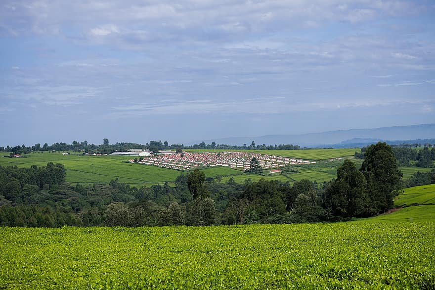चाय उगाना, केन्या, खेती, कृषि, प्रकृति, खेत, ग्रामीण इलाकों, ग्रामीण