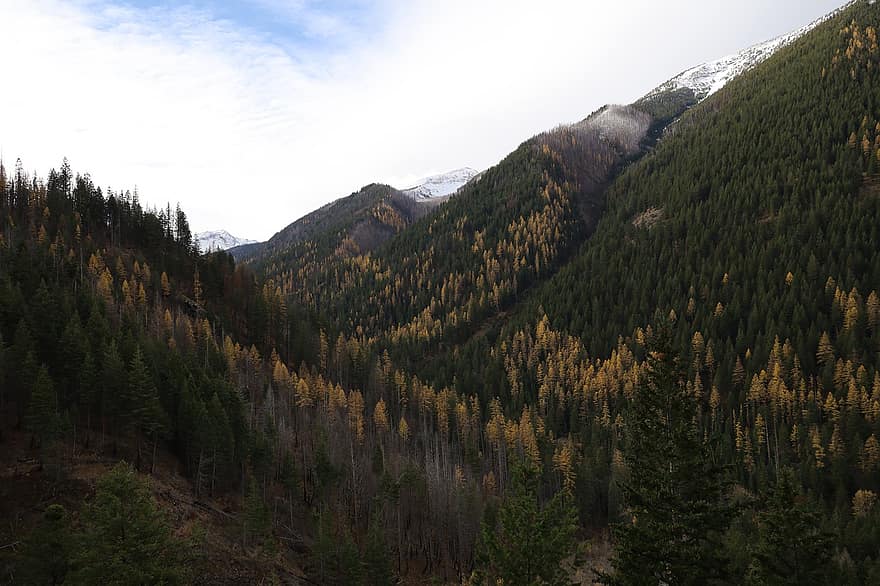 Mountain, Forest, Larch Tree, Wallowa, Fall