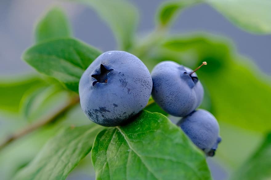 Blueberries, Fruits, Branch, Plant, Berry, Food, Organic, Leaves, Foliage, Nature