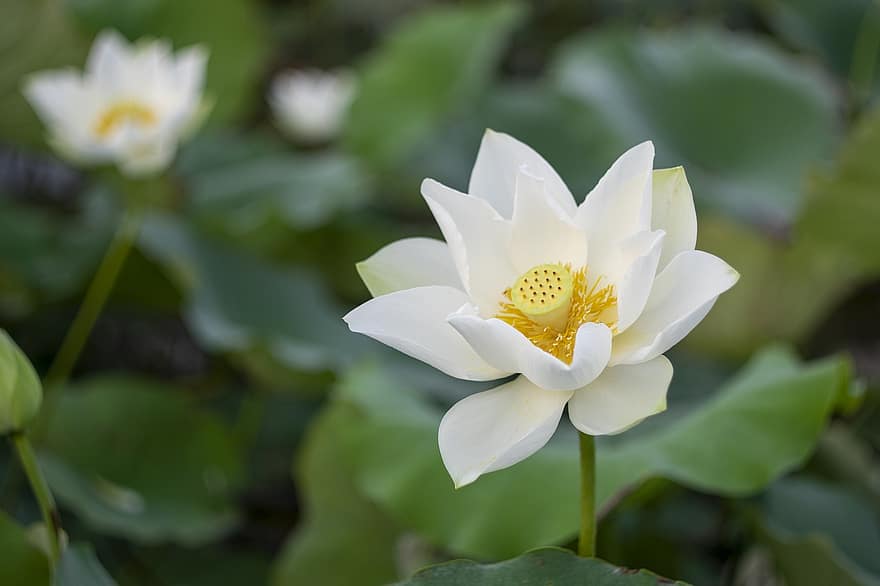 lotus, floare, floare de lotus, floare albă, petale, albe de petale, a inflori, inflori, plante acvatice, floră, plantă