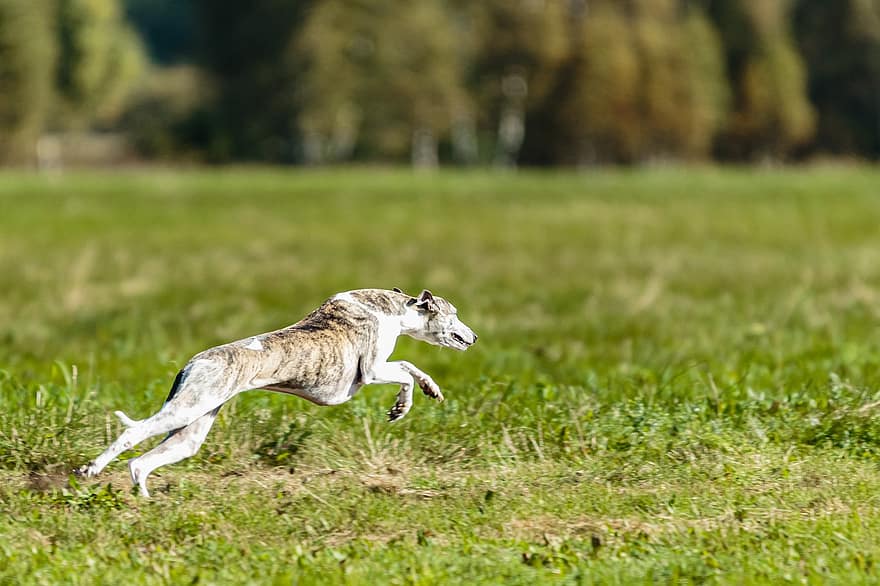 câine, whippet, alergare, în aer liber, camp, activ, agilitate, animal, atletic, frumos, rasă