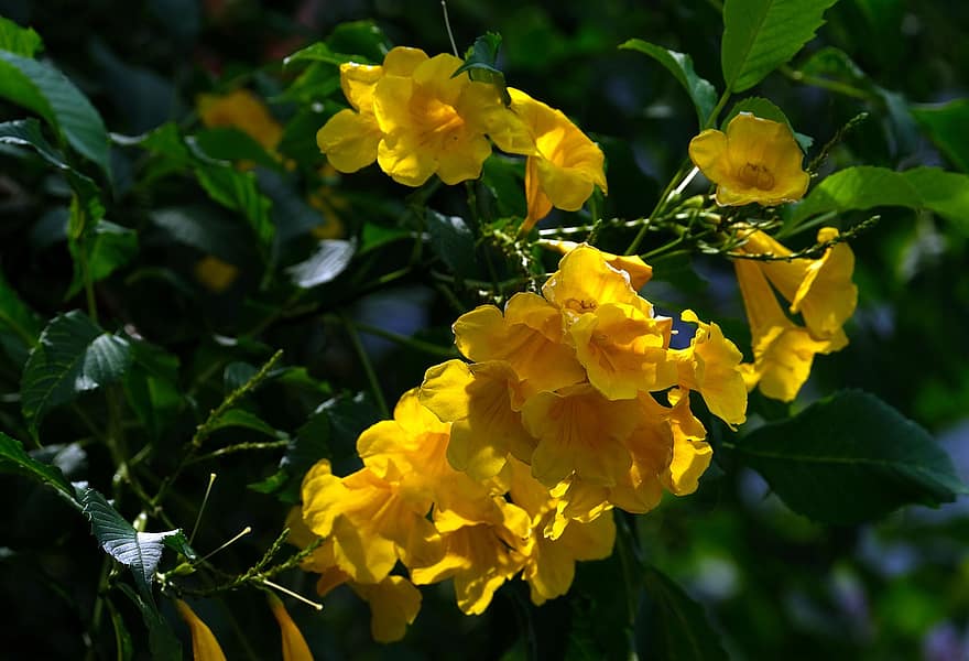tecoma stans, ดอกไม้, สวน, กลีบดอก, กลีบดอกสีเหลือง, เบ่งบาน, ดอก, พฤกษา, พืช