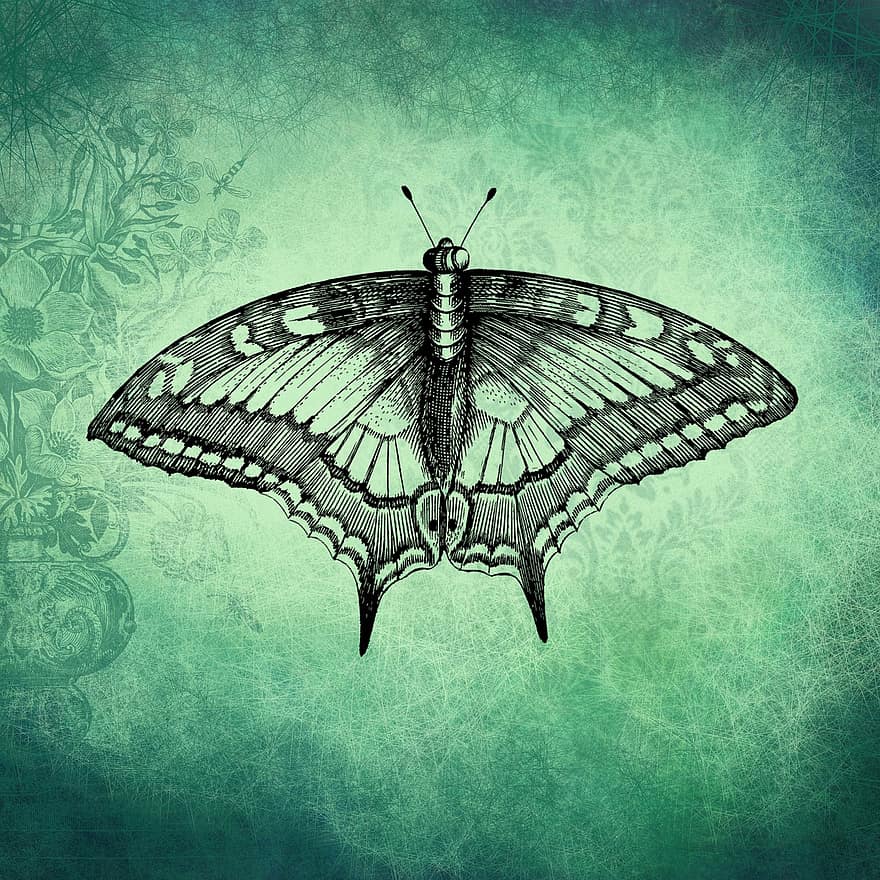 насекомо, пеперуда, ентомология, модел, крила, вид, чертеж