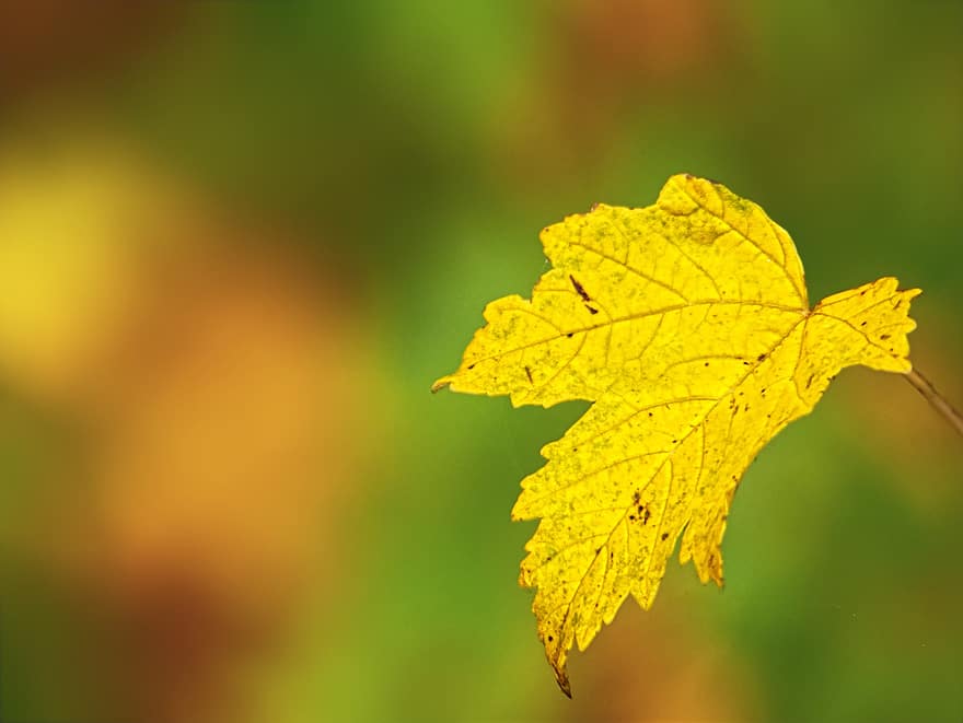 もみじ、葉、秋、カエデの葉、秋の葉、黄色い葉、ブランチ、木、工場、自然、ボケ