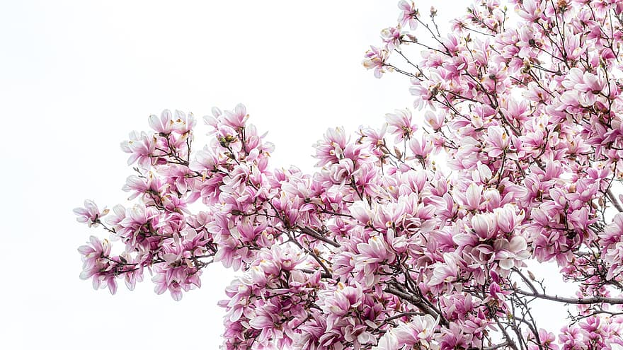 Magnolie, Baum, Blumen, rosa Blütenblätter, Himmel, pinke Blumen, Frühling, blühen, Flora