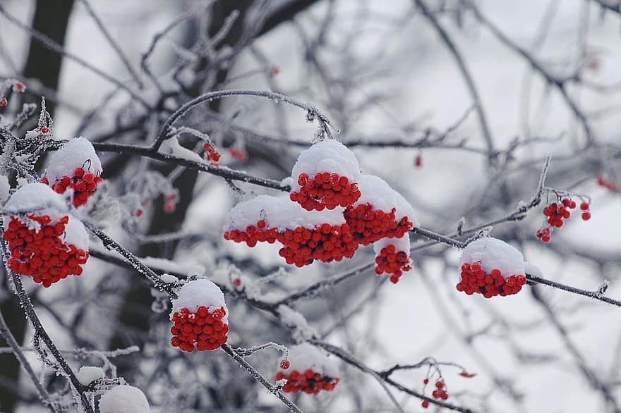 fructe de padure, scoruş, iarnă, zăpadă, îngheţ