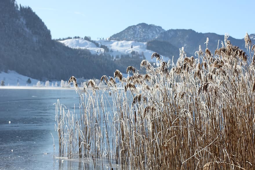 Mountains, Lake, Grass, Plants, Winter, Wintry, Cold, Tyrol, Walchsee, Austria