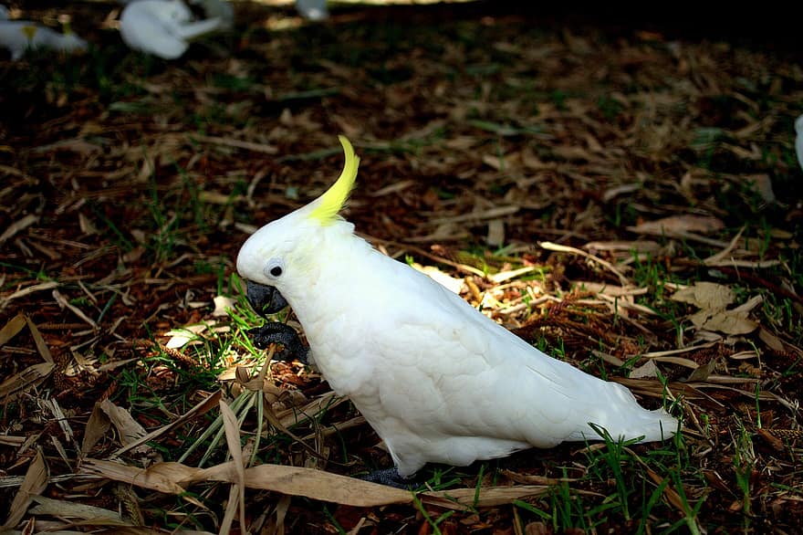 Parrot, Cockatoo, Bird, Beak, Plumage, Feathers, Avian, Leaves