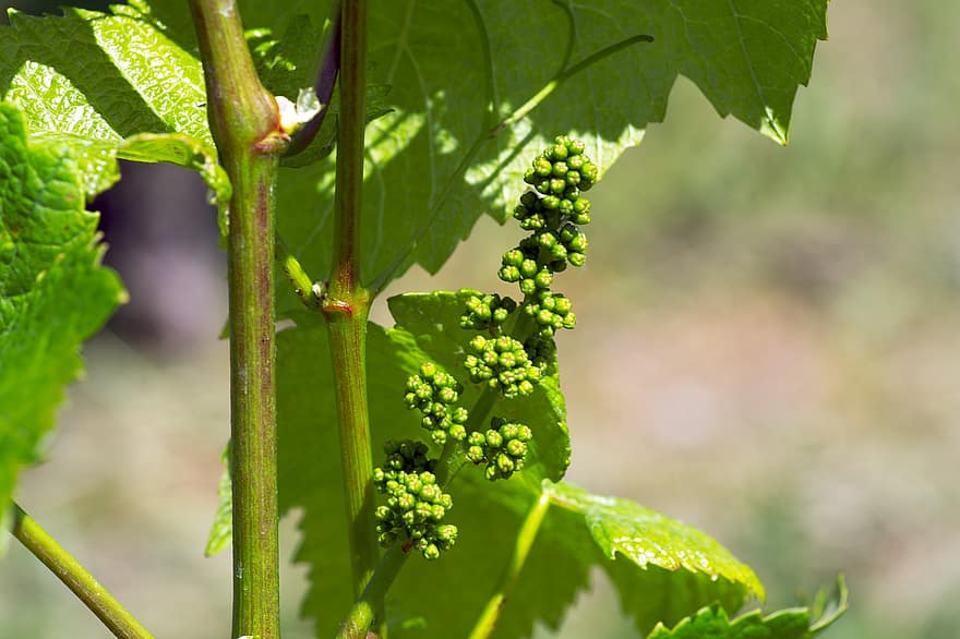 druer, vekst, vingård, vindyrking, grapevine, unge frukter, mat, vin, hage