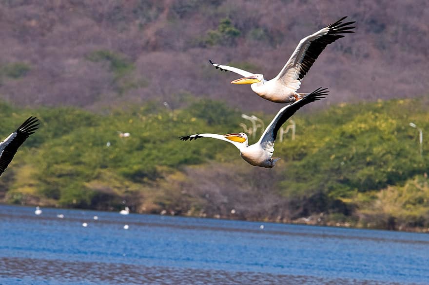 pelikaner, fugler, dyr, flying, flygning, vannfugler, dyreliv, fjærdrakt, nebb, natur, dyr i naturen