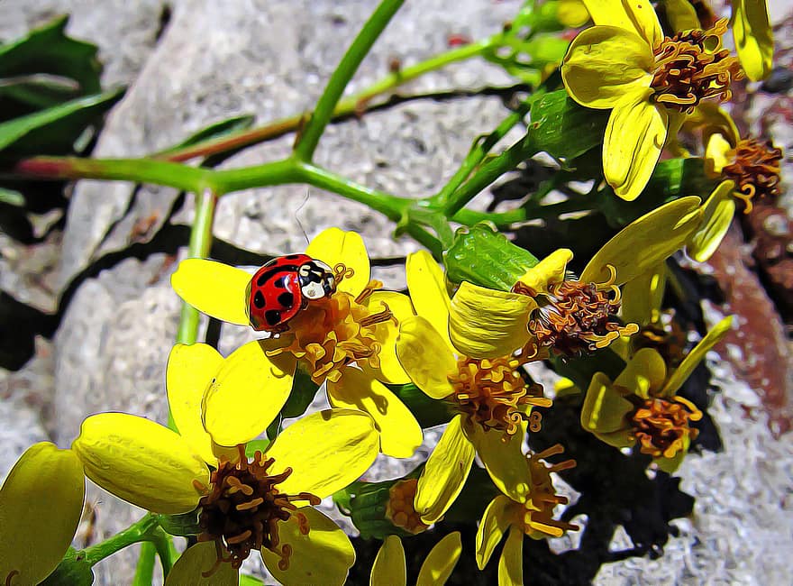 Marienkäfer, Blumen, gelbe Blumen, Insekt, Käfer, roter Käfer, gepunktet, Gepunkteter Käfer, Natur, Flora, Fauna