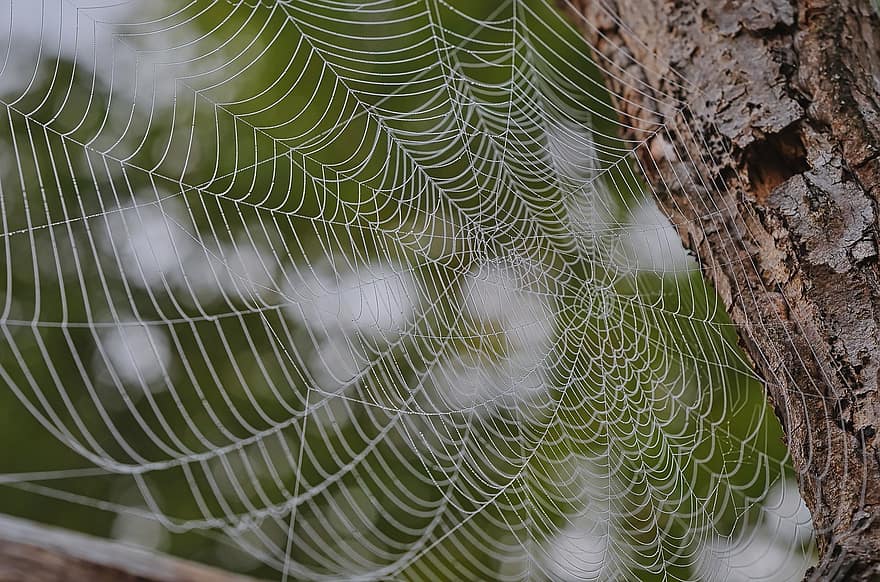 sarang laba-laba, kulit, web, jaring laba-laba, batang pohon, log, alam