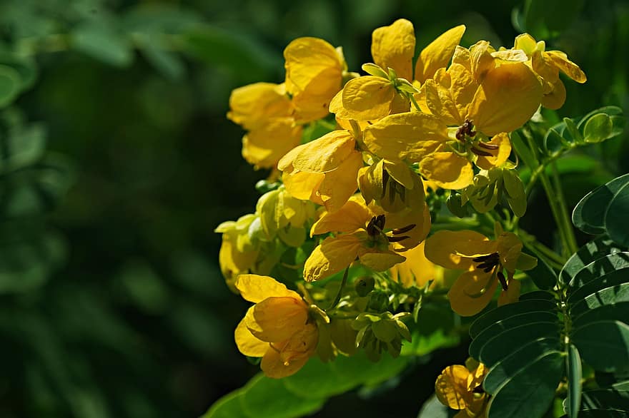 κάσσια, λουλούδια, φυτό, κίτρινα άνθη, πέταλα, ανθίζω, χλωρίδα, φύση, κίτρινος, γκρο πλαν, καλοκαίρι