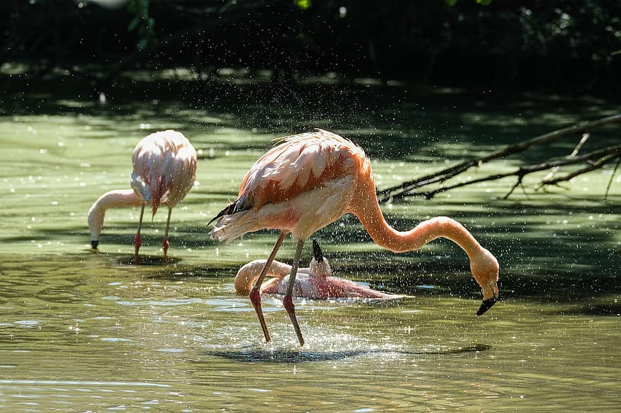 flamingoer, badning, fugle, vand, langbenet, langhalset, Vadebud, fjer, fjerdragt, ave, aviær