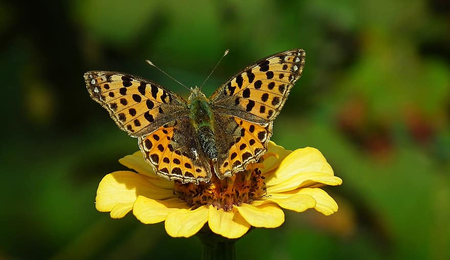 Butterfly, Insect, Flower, Fritillary, Queen Of Spain Fritillary, Animal, Zinnia, Yellow Flower, Flowering Plant, Plant, Nature