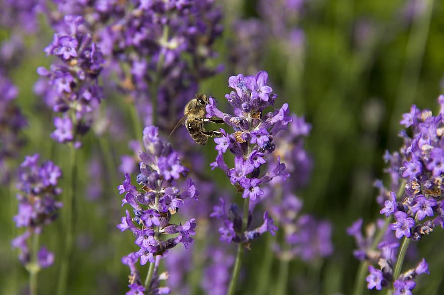 Hoa oải hương, con ong, mùa hè, vườn, sắc đẹp, vẻ đẹp