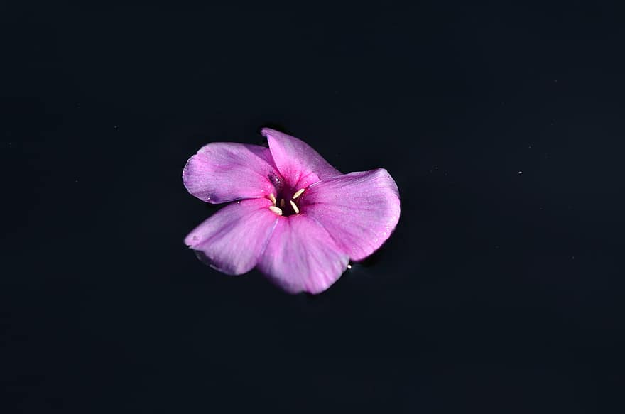 Phlox, Blume, Blütenblätter, pinke Blume, blühen, Pflanze, Natur, Wasser, dunkel