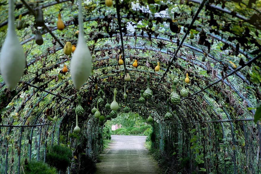 túnel, carbasses, verdures, jardí, plantes, jardí de verdures, passarel·la, passadís, orgànic, fresc