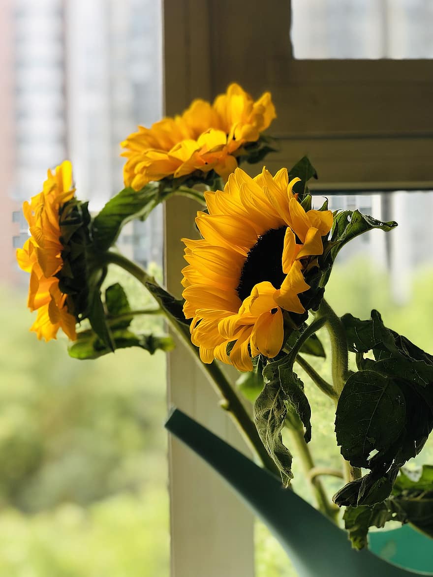 слънчогледи, цветя, жълти цветя, листенца, жълти венчелистчета, разцвет, цвят, флора, растение