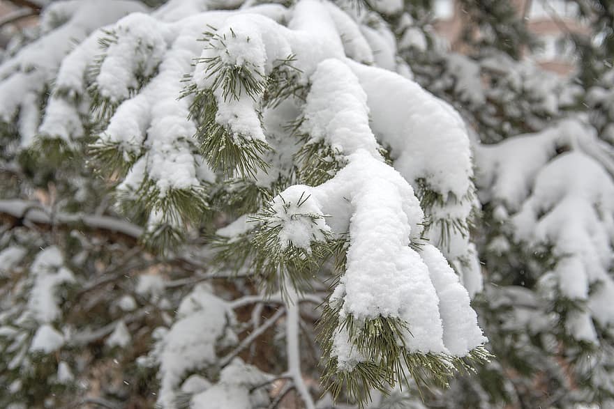 ฤดูหนาว, หิมะ, เรียบร้อย, ธรรมชาติ, ต้นไม้, ป่า, สาขา, ฤดู, ต้นไม้ต้นสน, ต้นสน, น้ำค้างแข็ง