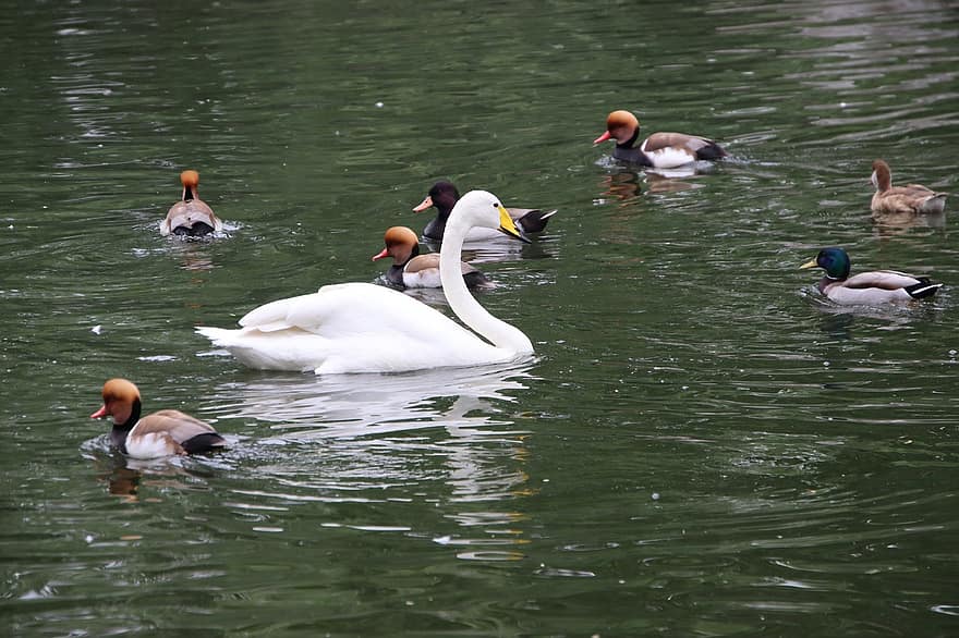 Swan, Birds, White Swan, Mallards, Ducks, Water Birds, Aquatic Birds, Waterfowls, Beaks, Feathers, Plumage