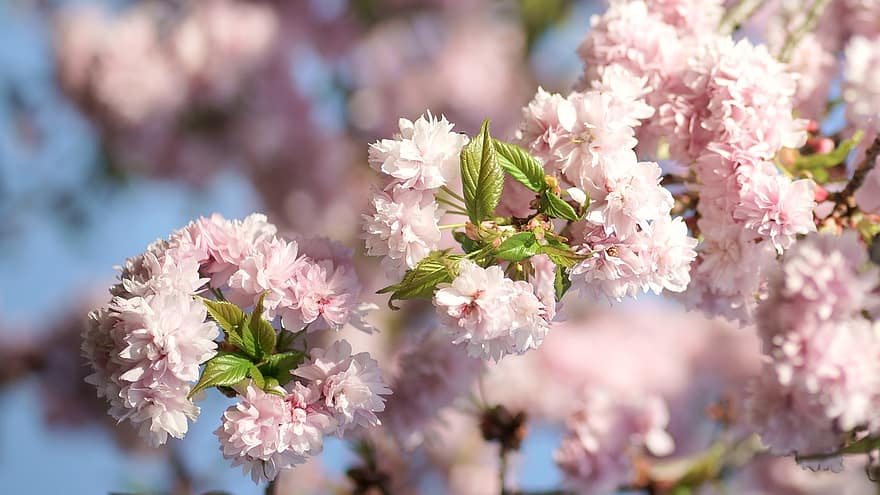 розовый, вишня в цвету, цветы, весна, японская вишня