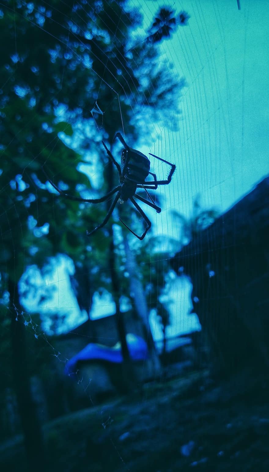 павук, павукоподібні, павутина, павутиння, веб, куля, ткач, комаха, арахнофобія, природи, дикої природи