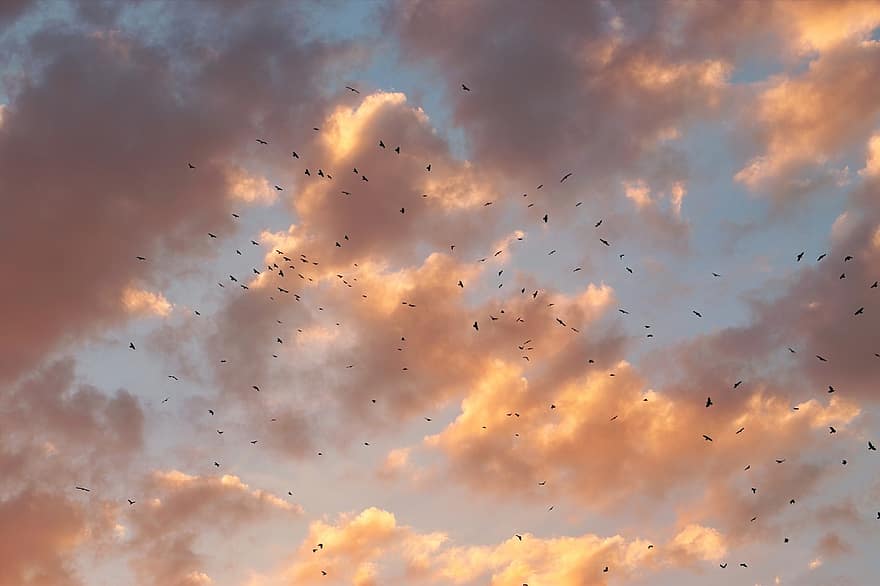dangus, debesys, migruojančių paukščių, Paukščių siluetai, skraidantys paukščiai, bandos, paukščių pulkas, saulėlydis, paukščių, skraidantis, skyscape