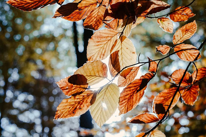 baggrundsbelysning, efterår, blade, løv, efterårsblade, efterårsløv, efterår farver, efterårssæson, falde blade, falde farver, orange blade