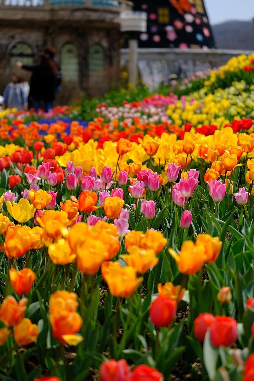 blommor, tulpaner, trädgård, natur, vår, växter, tulpan, blomma, växt, multi färgad, springtime