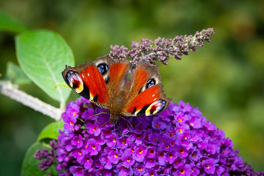 sommerfugl, insekt, pollinering, lilla blomster, natur, dyr, fauna, vinger