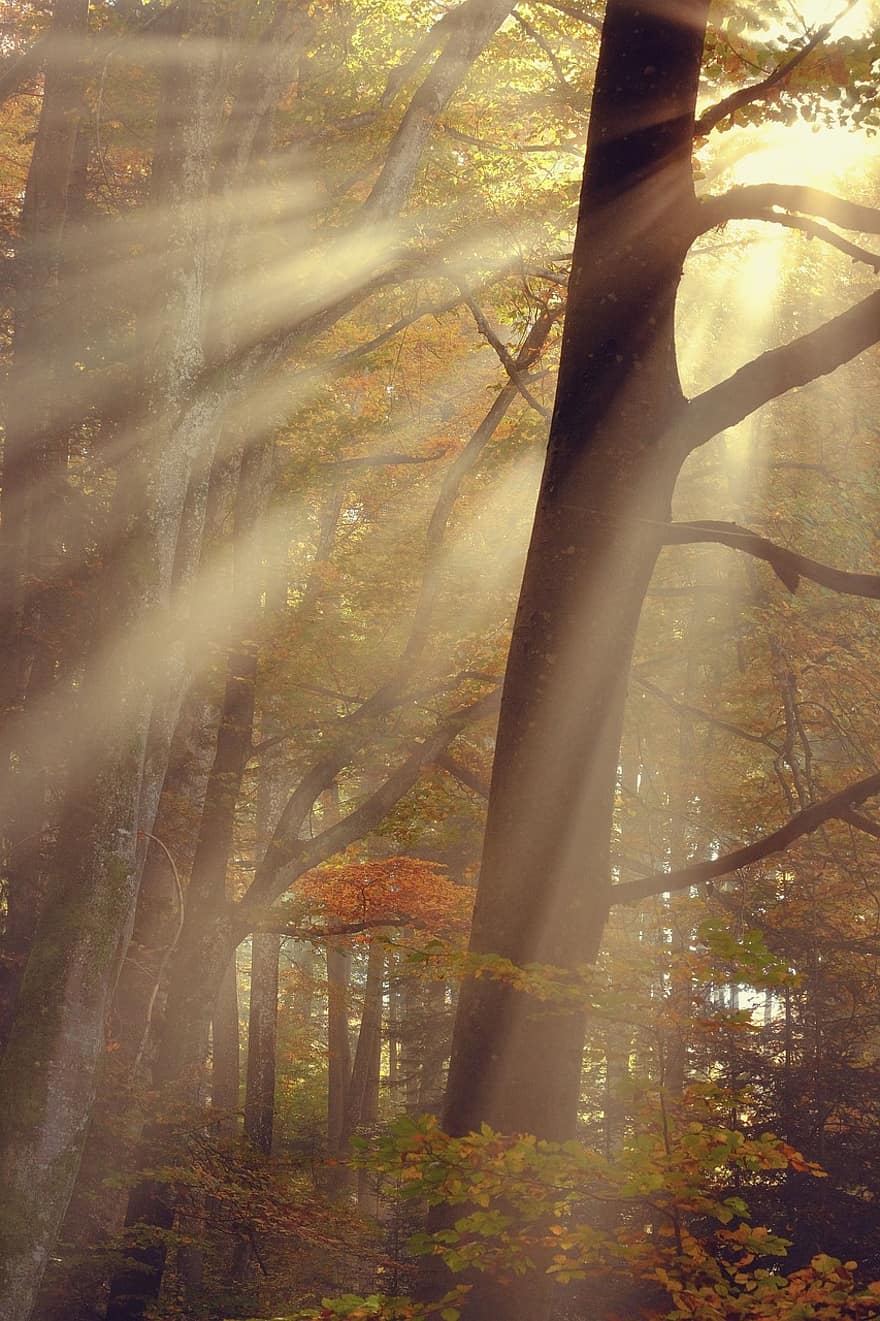 raksturs, mežs, rudenī, sezonā, kritums, koki, ārā, meži, koks, lapas, dzeltens