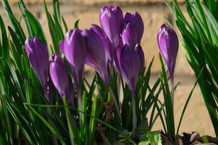 クロッカス、フラワーズ、紫色の花、庭園、自然、植物、春、春の花、閉じる、花つぼみ、花