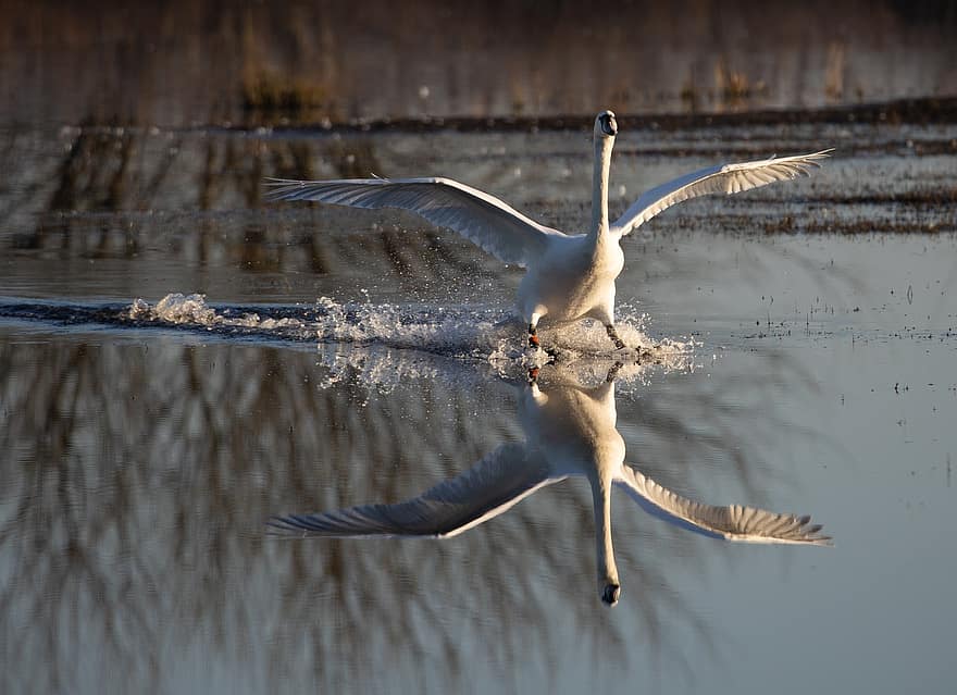 cisne, pájaro, río, alas, aterrizaje, amanecer, orilla del río, reflexión, al aire libre, rural, atmósfera