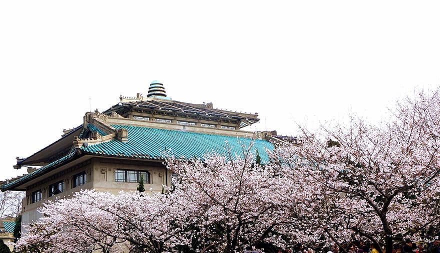 wuhan, universidad de wuhan, flor de cerezo, arboles, arquitectura china, edificio