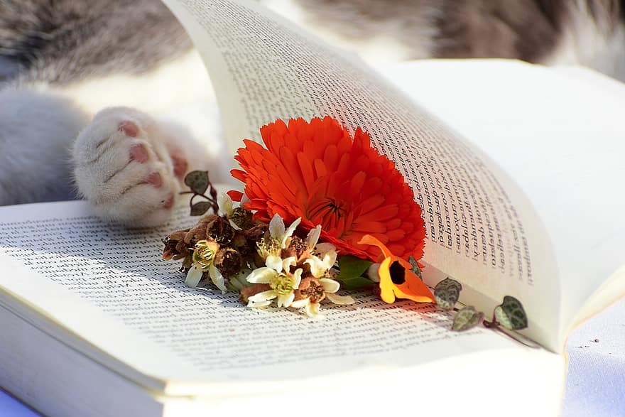 książka, kwiat, czytanie, literatura, kot, Natura