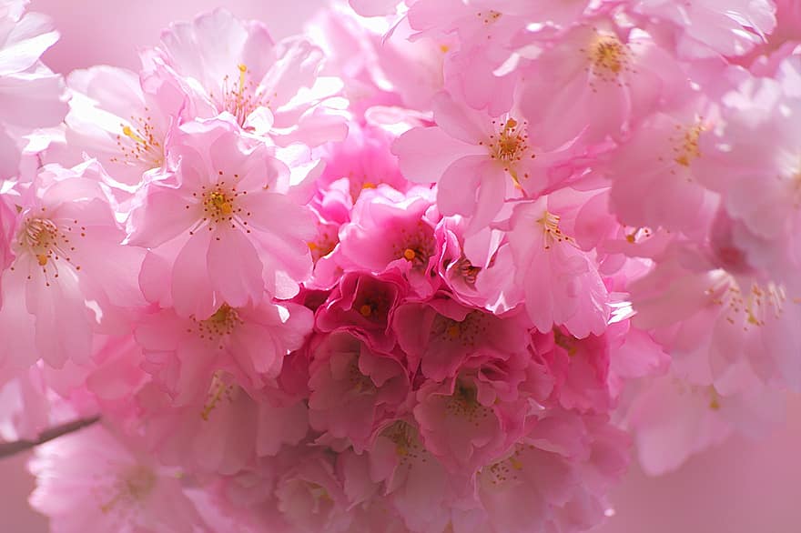 sakura, bloemen, kersenbloesems, roze bloemblaadjes, bloemblaadjes, bloeien, bloesem, flora, lente bloemen, natuur, detailopname