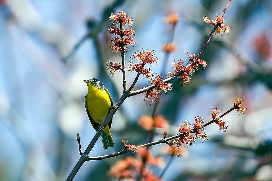 Nashville warbler, tallarol, ocell, aviària, branca, primer pla, bec, ploma, arbre, groc, posat