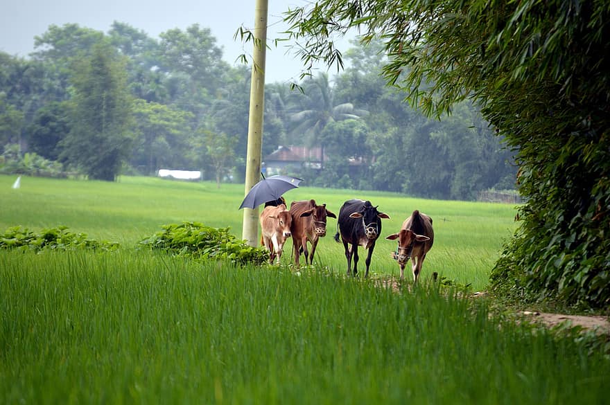 गायों, गाय का बच्चा, खेत, पशु, झुंड, जानवरों, स्तनधारियों, चरवाहे, ग्राम्य जीवन, गाँव, ग्रामीण