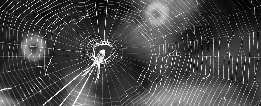Netz, Nahansicht, Spinnennetz, Falle, Banner, die Seide, Spinnenseide, Schwarz und weiß, einfarbig