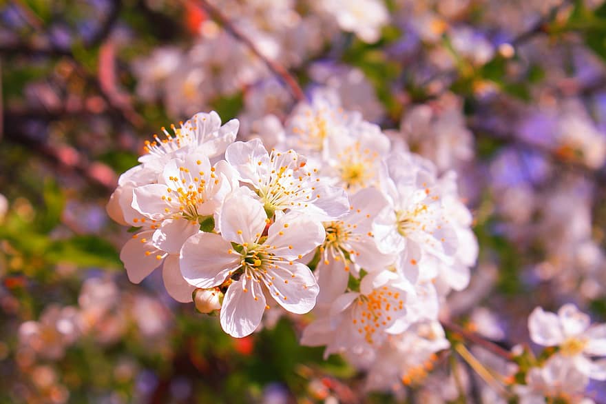 fleurs, arbre, Cerise, Sakura, prune cerise, floraison, printemps, jardin, fermer, fleur, plante