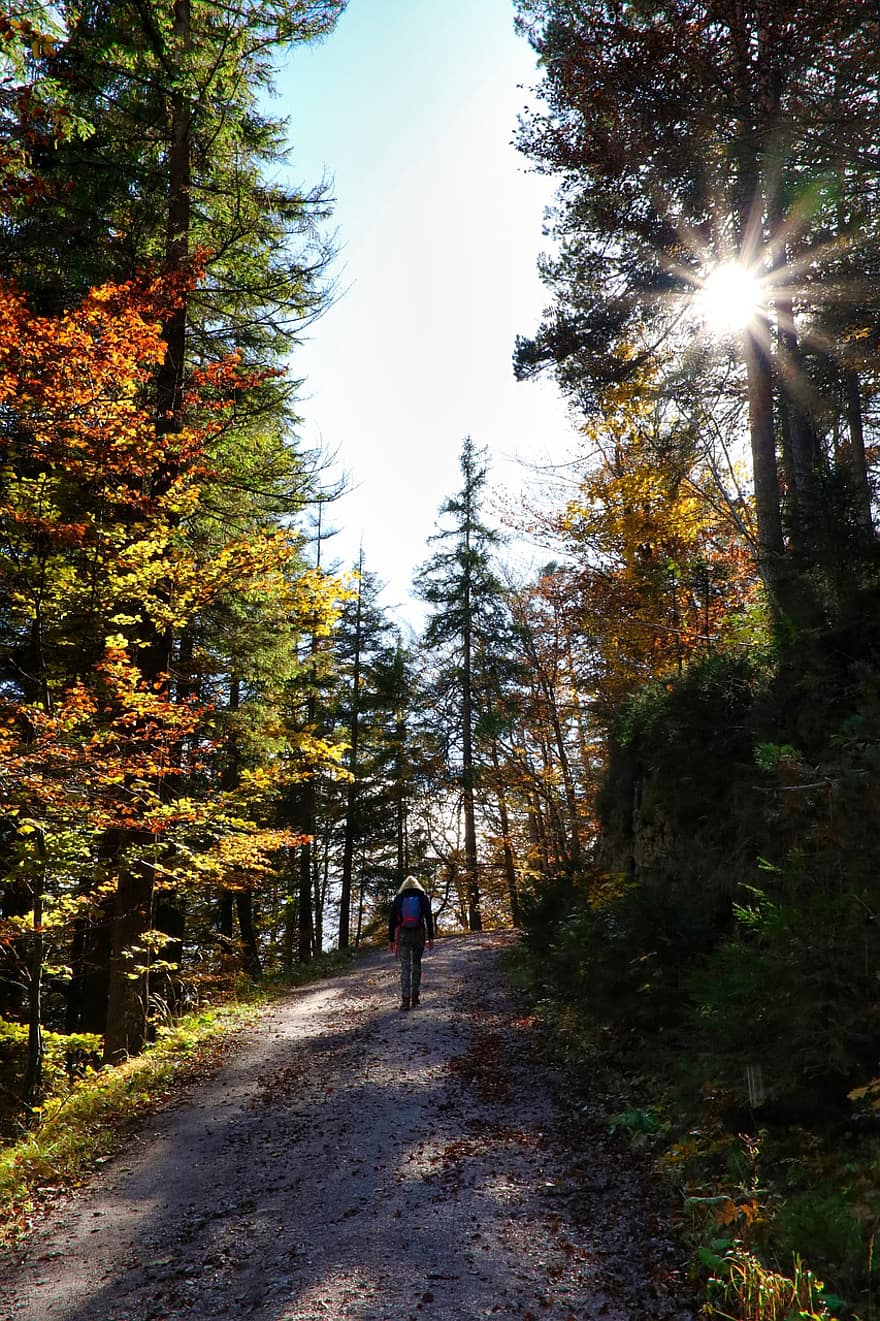 Forest, Trail, Sunny, Road, Nature, Landscape, Mountain Hiking, Path, autumn, men, tree
