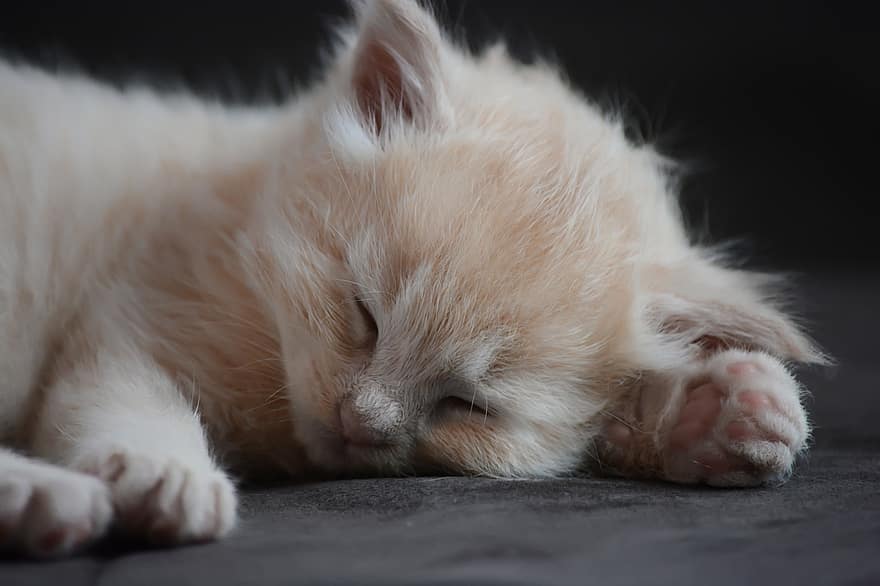 Kitten, Cat, Pet, Cute, Animal, Little, Charming, Furry, Kitty, Sleeping Cat, Feline