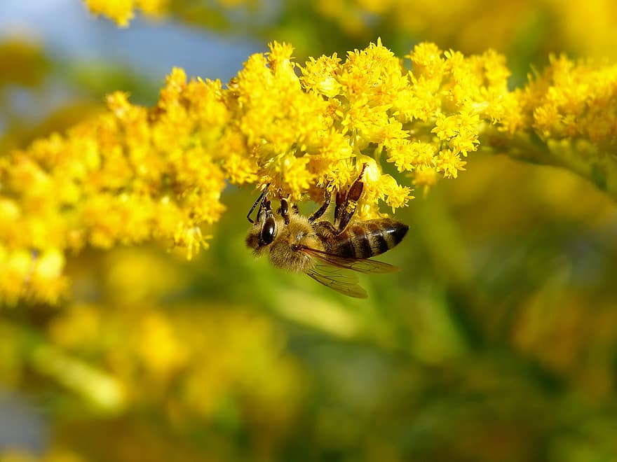 abeille, insecte, féconder, pollinisation, fleur, insecte ailé, ailes, la nature, hyménoptères, entomologie, macro