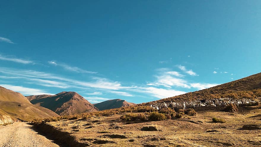 планини, долина, поле, вид испанска скумрия, алпака, небе, пътуване, природа, пейзаж, камилските, Перу