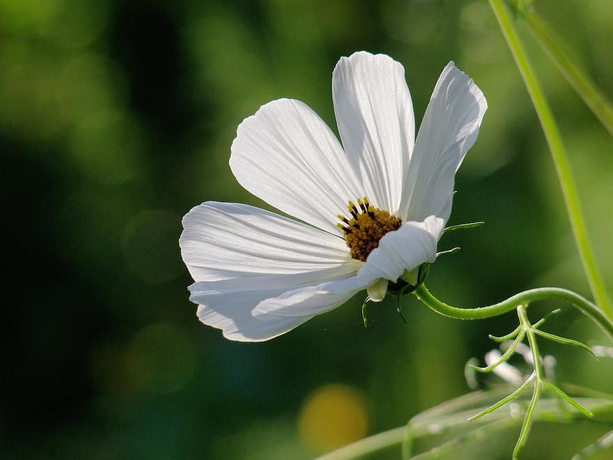 Bahçe Kelebek Çiçek, Cosmos Bicinnatus, beyaz, taçyaprağı, açık, Güzel, ışık, Güneş ışığı