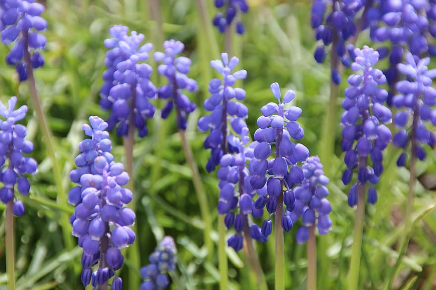 hyacint, bloemen, tuin-, paarse bloemen, bloemblaadjes, paarse bloemblaadjes, bloeien, bloesem, flora, planten, lente bloemen