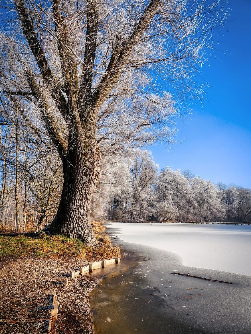 lago, árbol, congelado, estanque, invierno, arboles, orilla del río, frío, escarcha, hielo, naturaleza