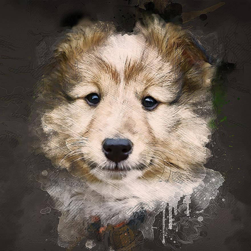 hond, puppy, jongen, de herdershond van Shetland, mascotte, dier, zacht, schattig, huisdier, vrouwelijke nayana, hoektand