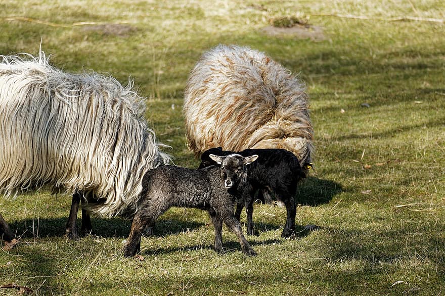heidschnucke、Heidschnucken、羊、子羊、頭、ウール、毛皮、動物、野生動物、哺乳類、自然
